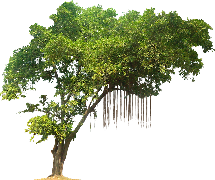 Lush Green Treewith Hanging Roots.png PNG image