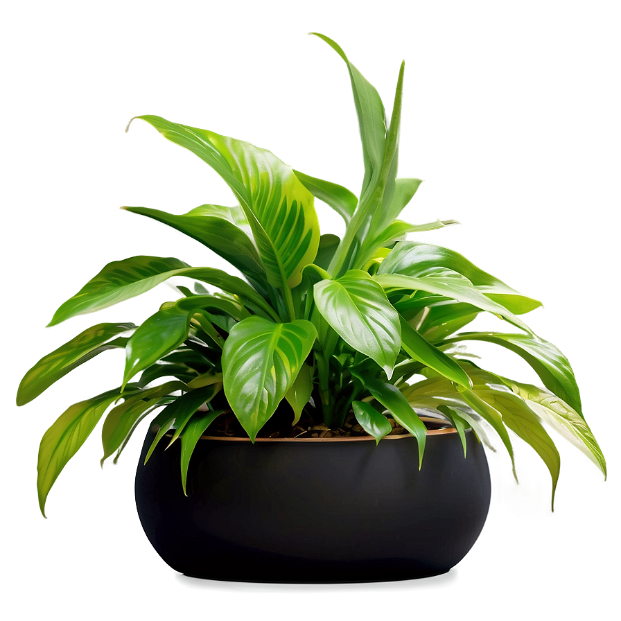 Lush Indoor Plant Png 06262024 PNG image