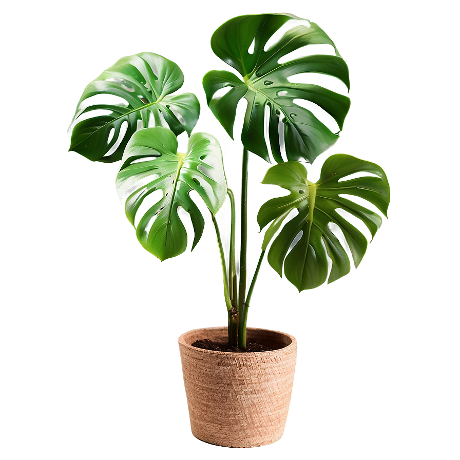 Lush Monstera Plant Png Hxn PNG image