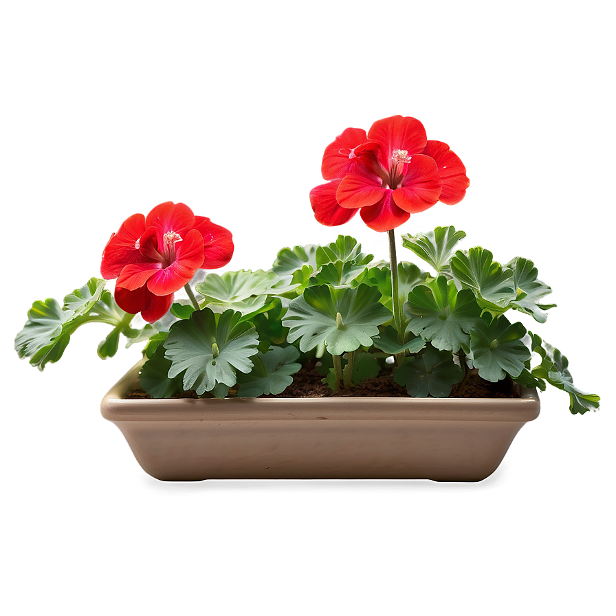 Lush Red Geraniums Png 06122024 PNG image