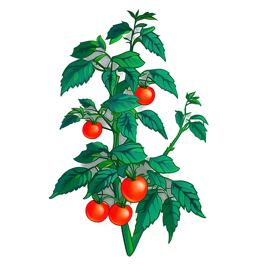 Lush Tomato Plant Png Mkt PNG image