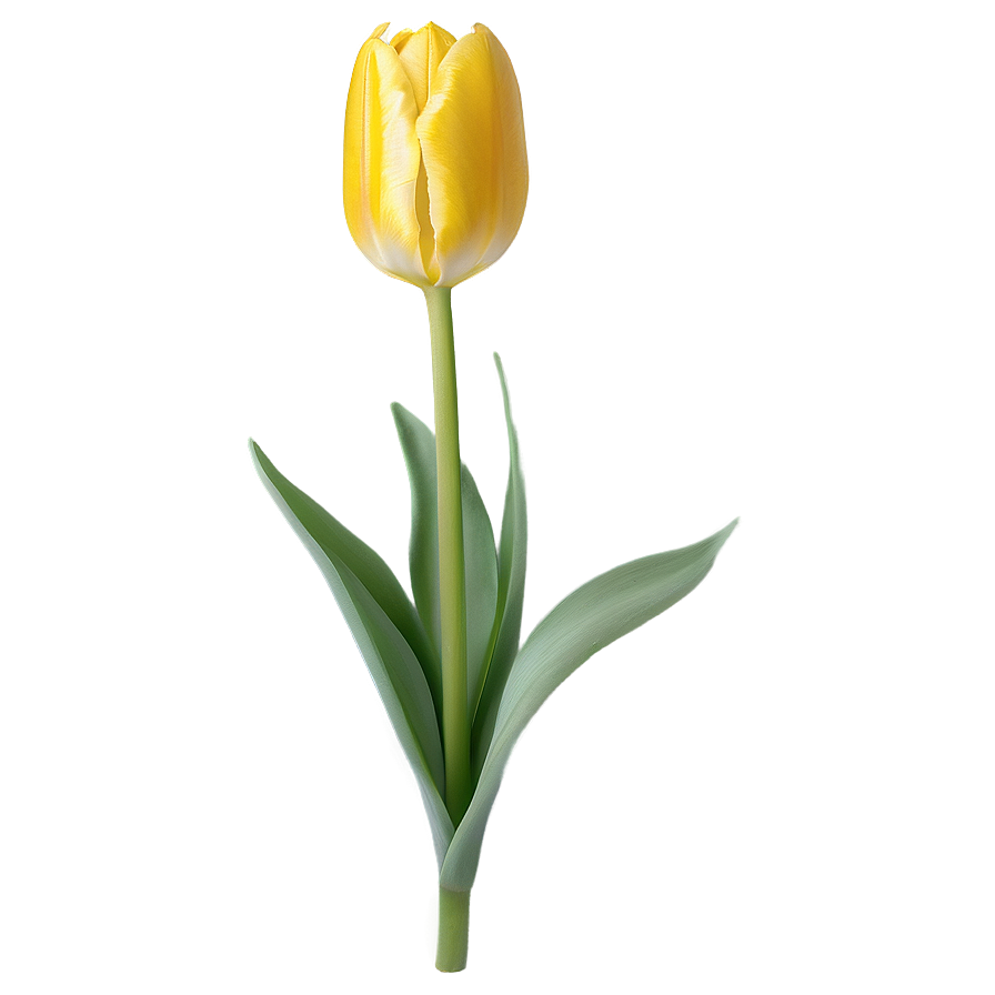 Lush Yellow Tulip Flower Png Sje61 PNG image