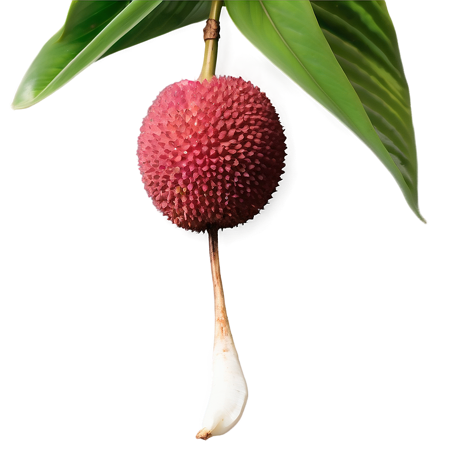 Lychee With Leaf Png 06252024 PNG image