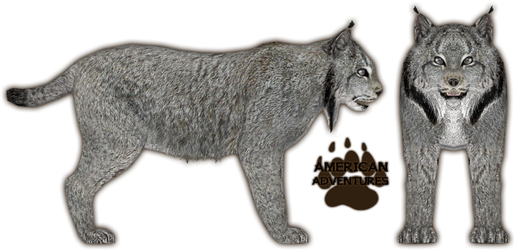 Lynx American Adventures Illustration PNG image