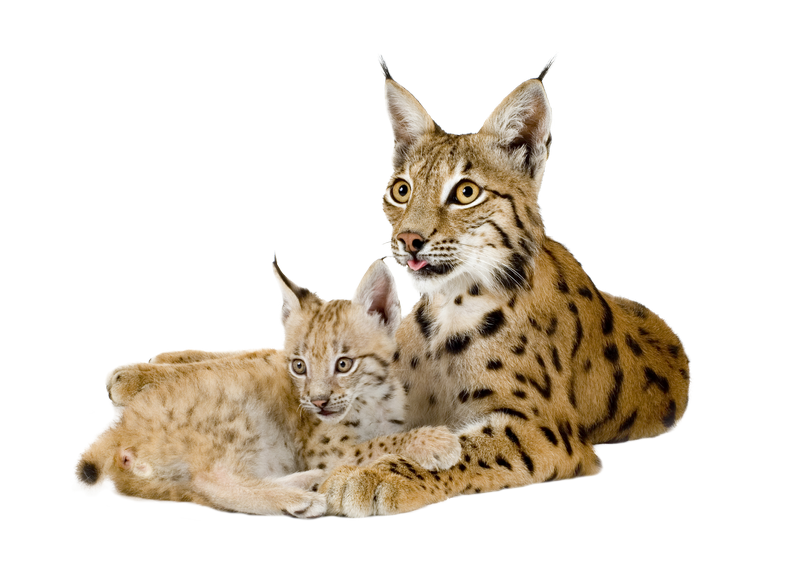 Lynx Motherand Cub Togetherness PNG image