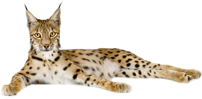 Lynx Reclining Pose PNG image