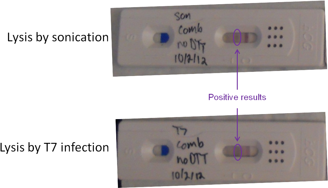 Lysis Comparison Test Strips PNG image