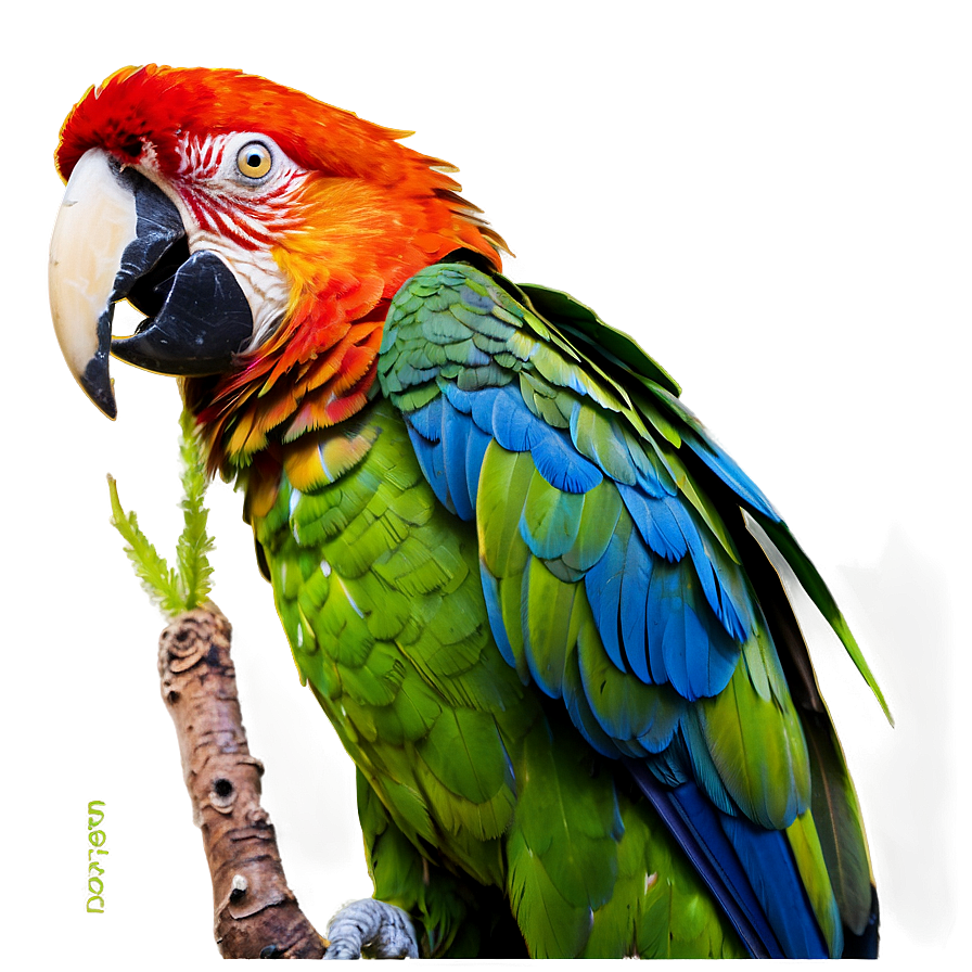 Macaw Parrot Bird Png 05032024 PNG image