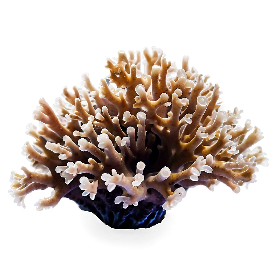 Macro Coral Beauty Png Nvh34 PNG image