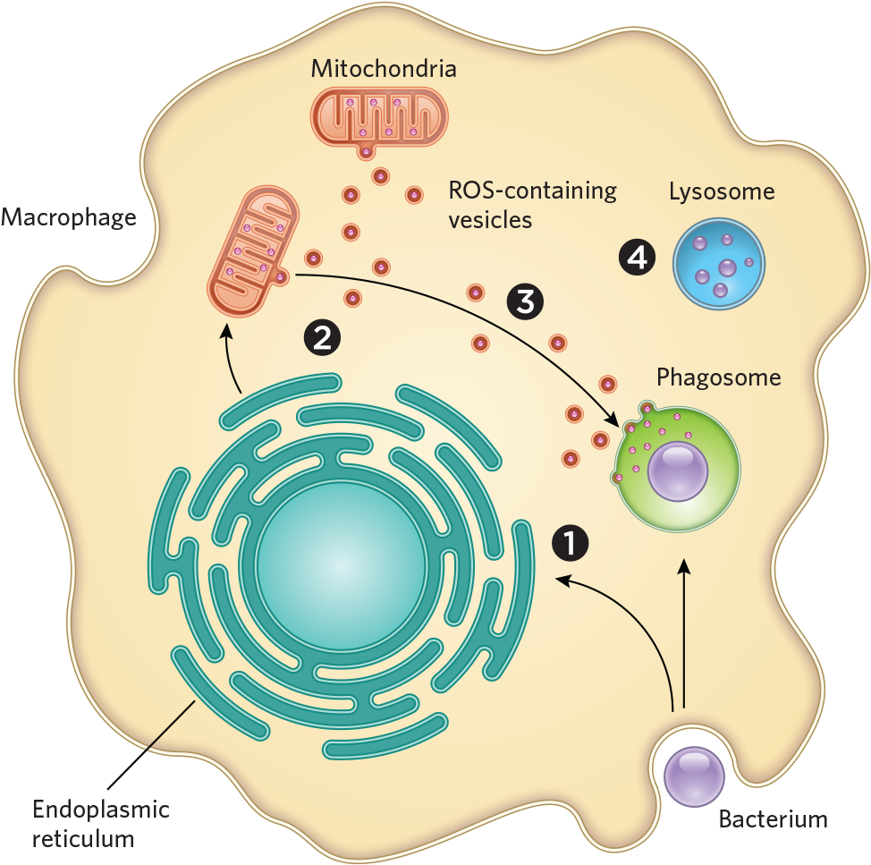 Macrophage Engulfing Bacterium Process PNG image