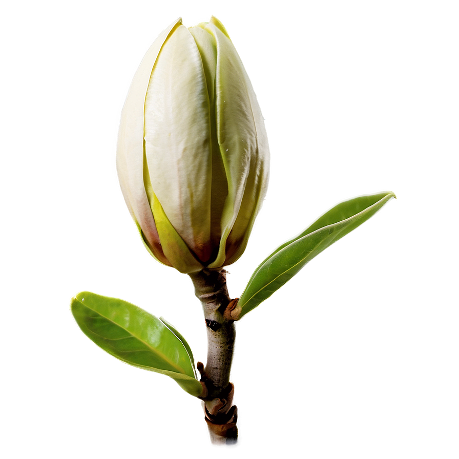 Magnolia Flower Bud Png 06252024 PNG image