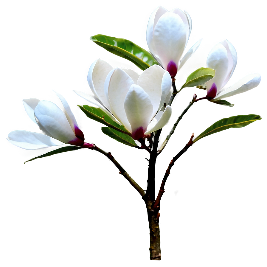 Magnolia Flower Bush Png 76 PNG image