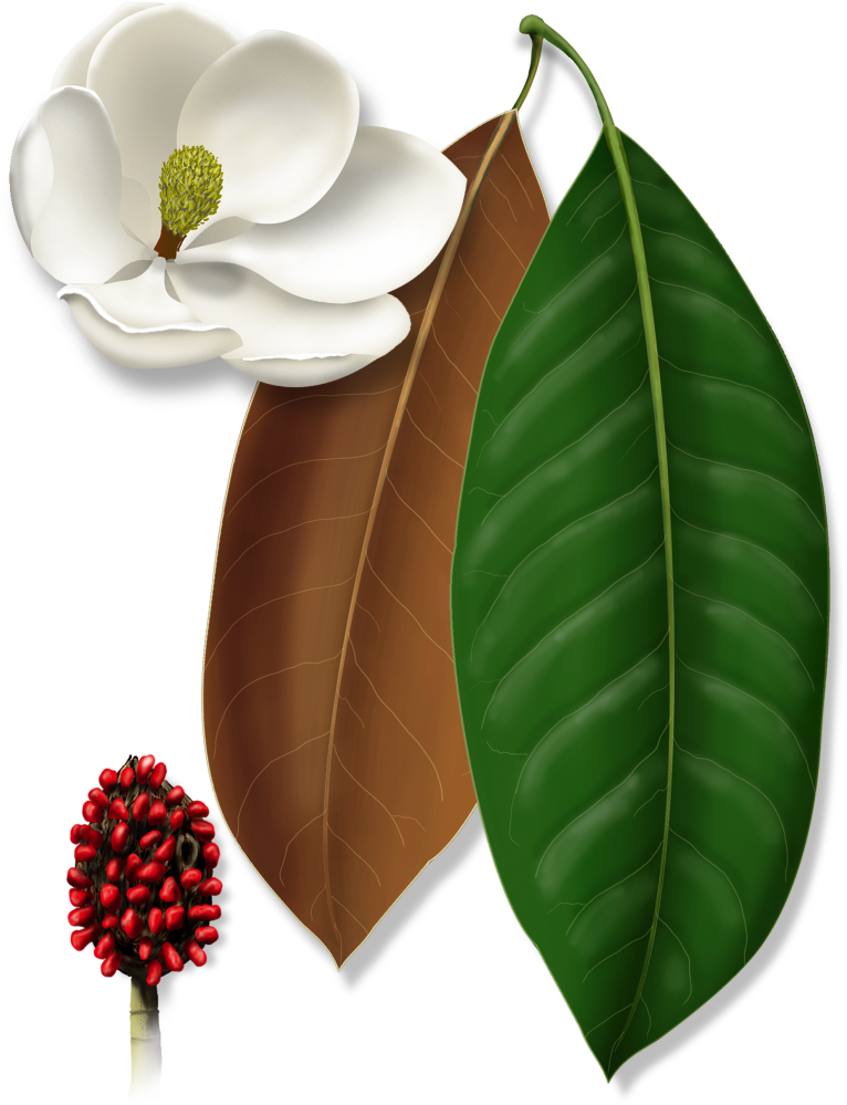 Magnolia Flower Seed Pod Leaves Illustration PNG image