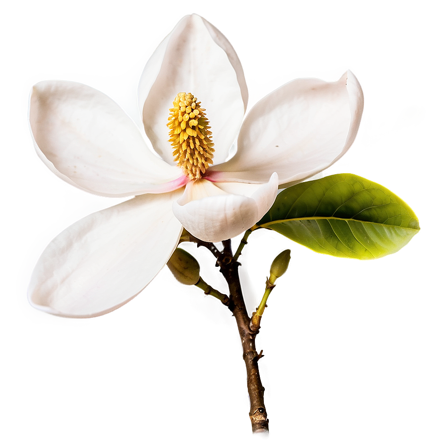 Magnolia Flower Silhouette Png Nnt PNG image