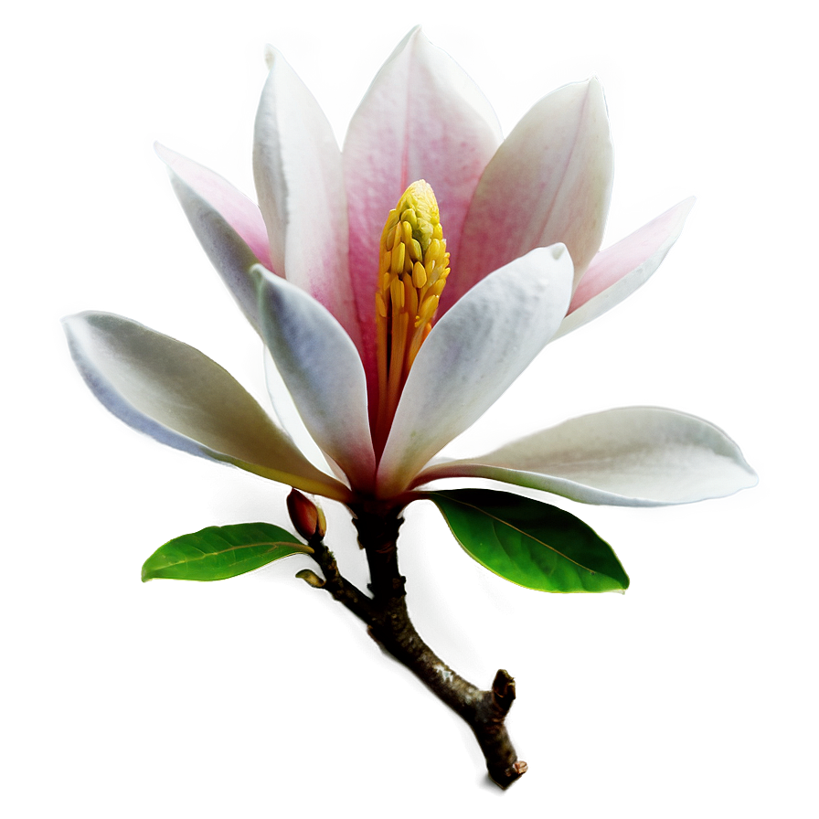 Magnolia Flower Tattoo Design Png 11 PNG image