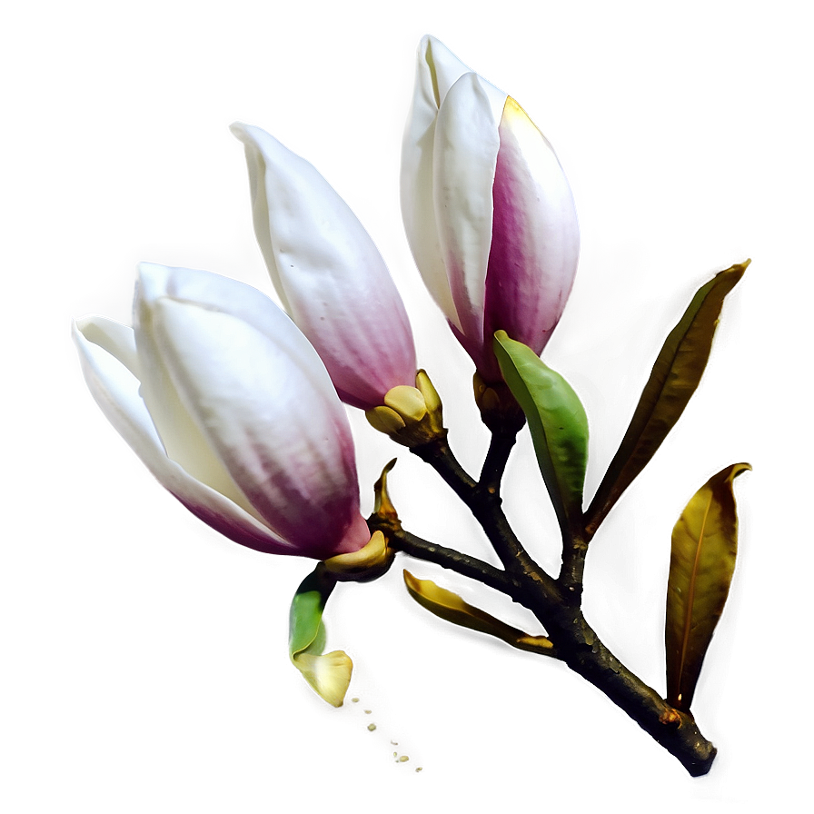 Magnolia Flower Transparent Png 48 PNG image