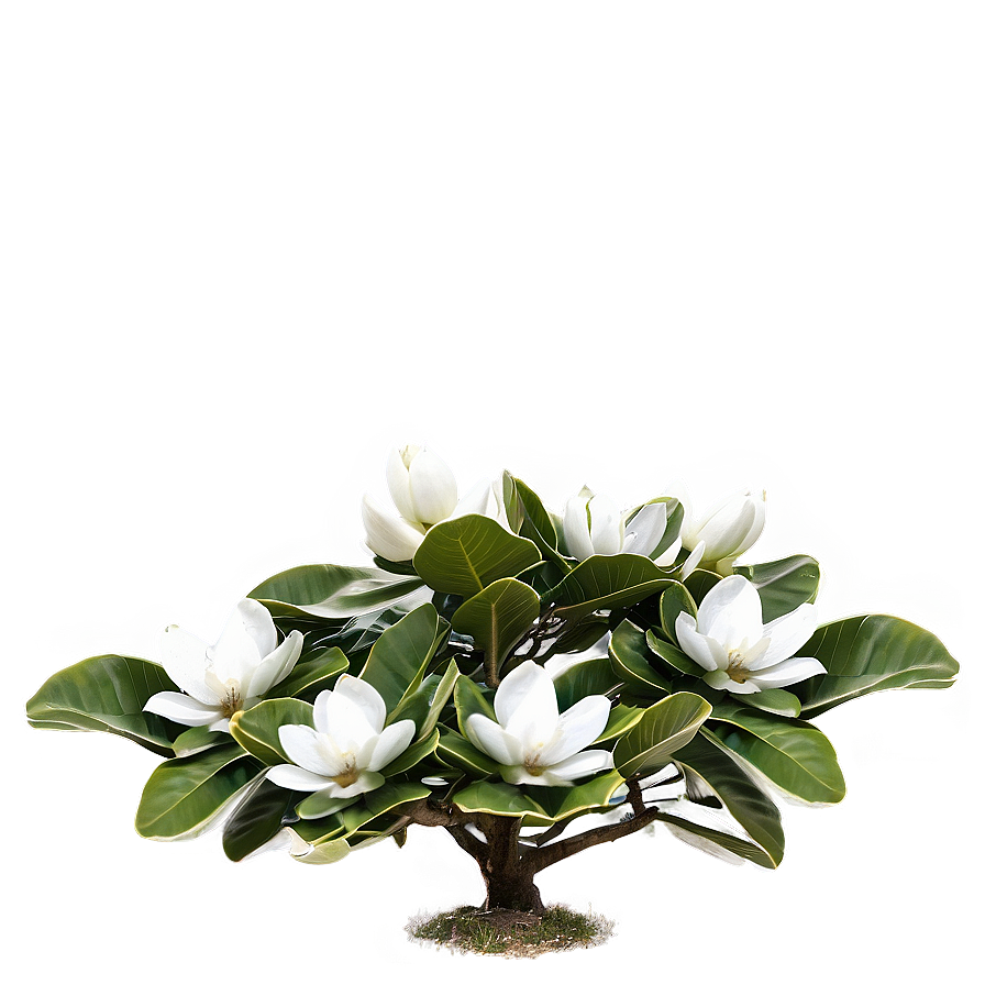 Magnolia Grandiflora Tree Png 06212024 PNG image