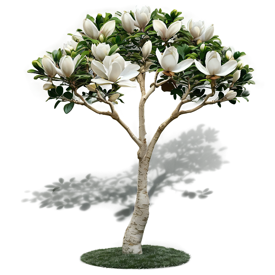 Magnolia Tree Garden Scene Png Uui PNG image