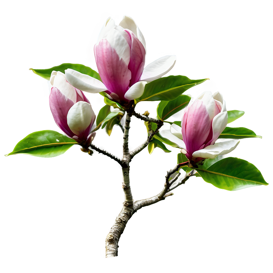 Magnolia Tree In Bloom Png Cnx PNG image