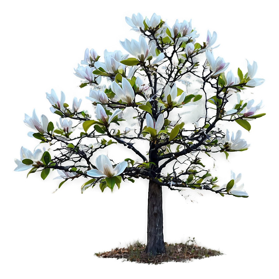 Magnolia Tree In Foggy Morning Png Fwy PNG image