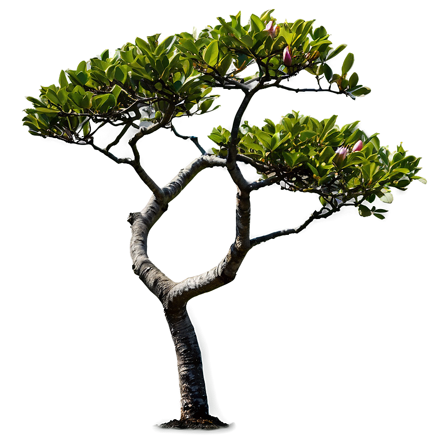 Magnolia Tree In Japanese Garden Png 87 PNG image