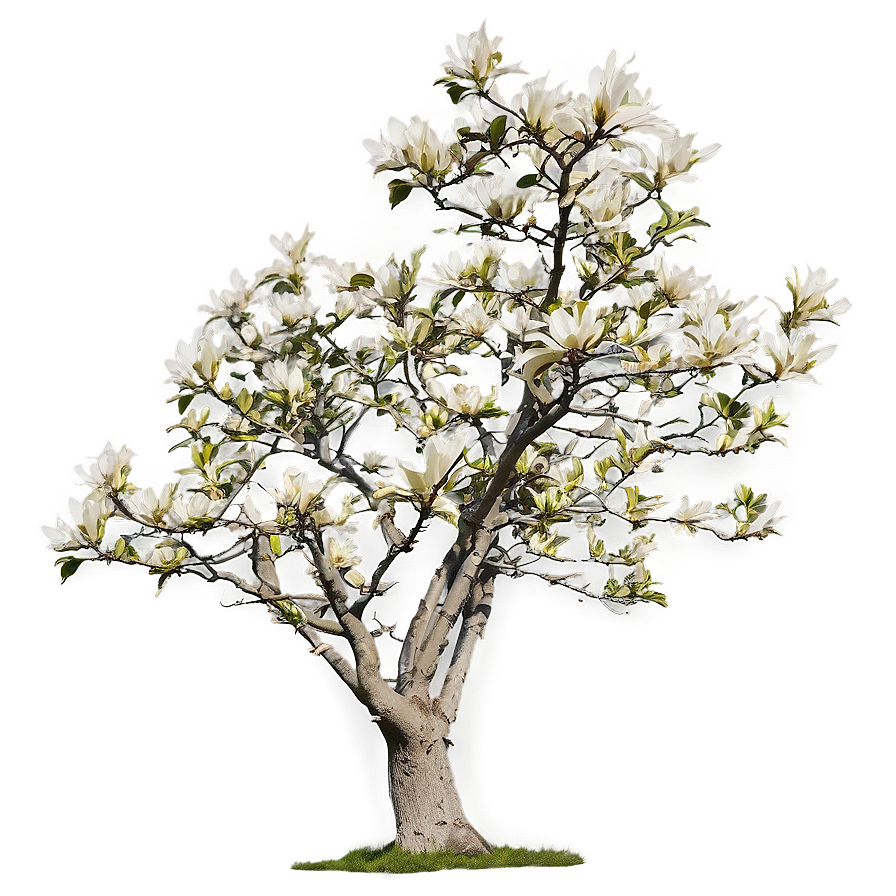 Magnolia Tree In Wind Png 06212024 PNG image