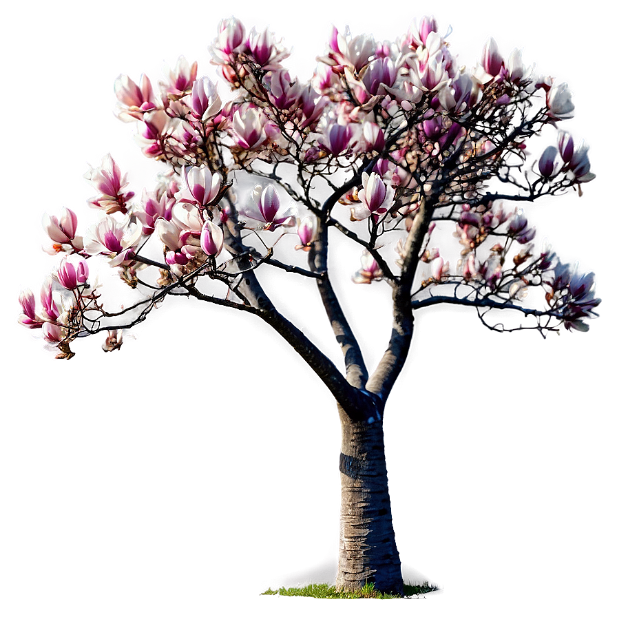 Magnolia Tree In Wind Png Oxu PNG image