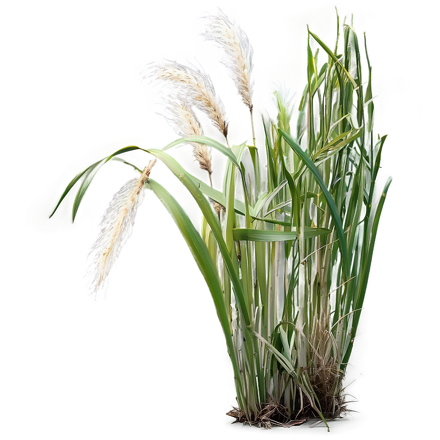 Maiden Grass Design Png 06212024 PNG image