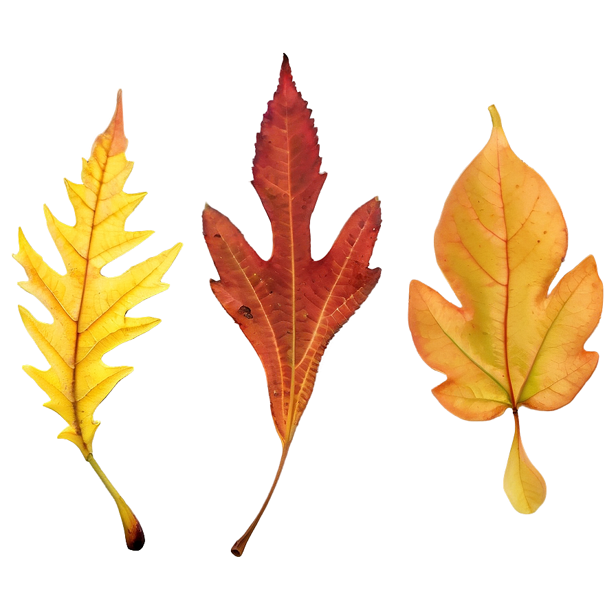 Maine's Colorful Autumn Leaves Png 97 PNG image