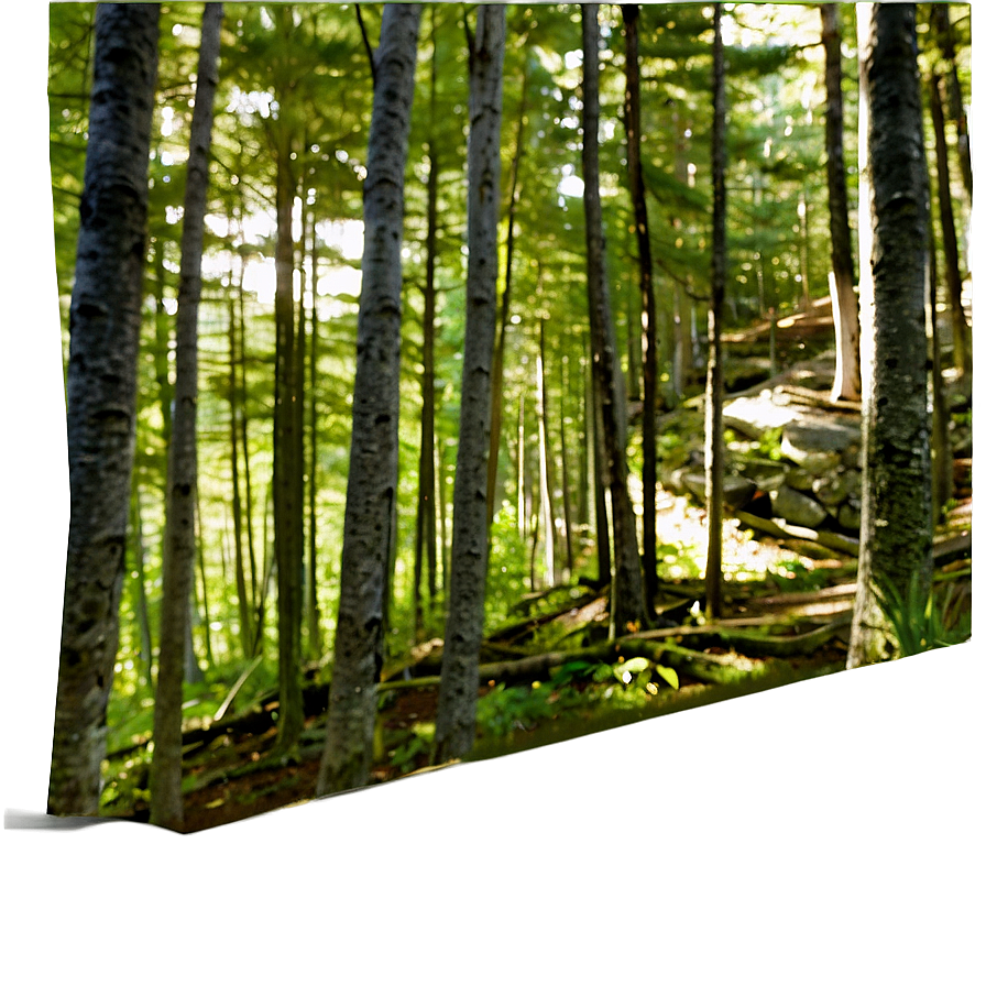 Maine's Forest Wilderness Png Hrv PNG image