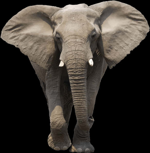 Majestic African Elephant PNG image