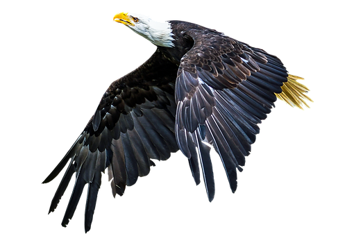 Majestic Bald Eagle In Flight PNG image