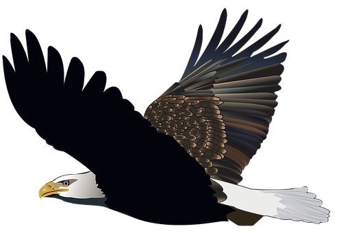 Majestic Bald Eagle In Flight PNG image