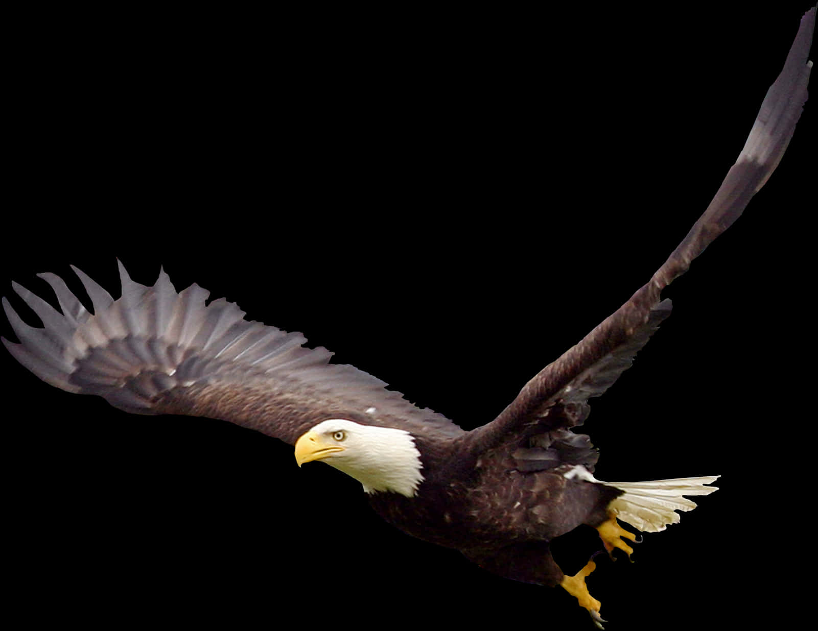 Majestic Bald Eagle In Flight PNG image