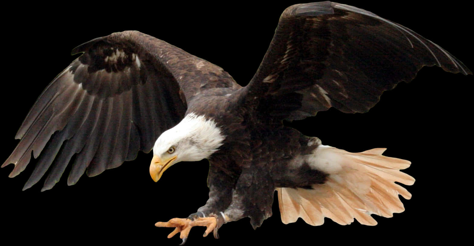 Majestic Bald Eagle In Flight PNG image