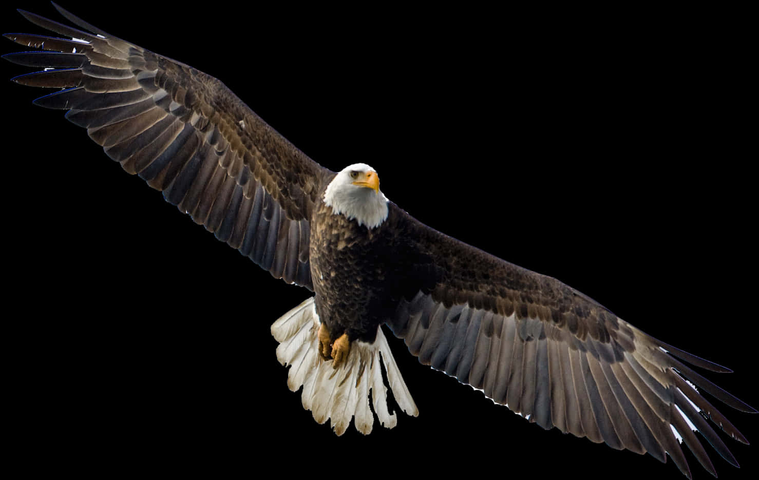 Majestic Bald Eagle In Flight PNG image