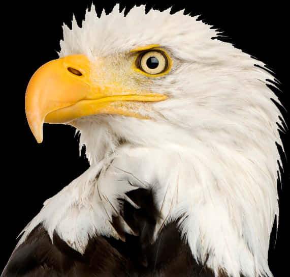 Majestic Bald Eagle Portrait PNG image