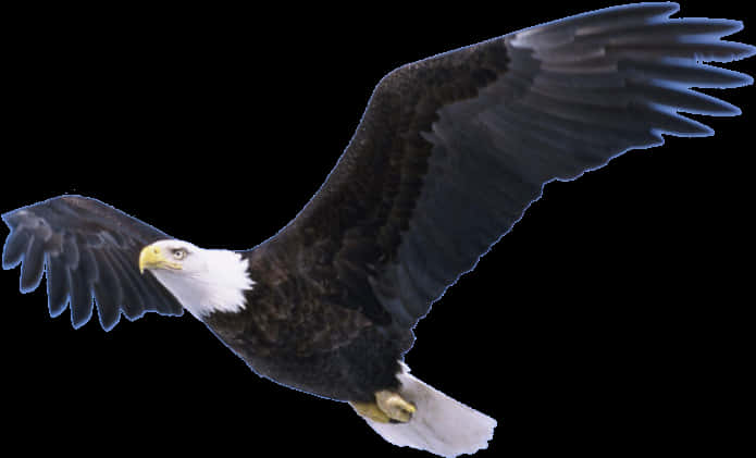 Majestic Bald Eaglein Flight PNG image