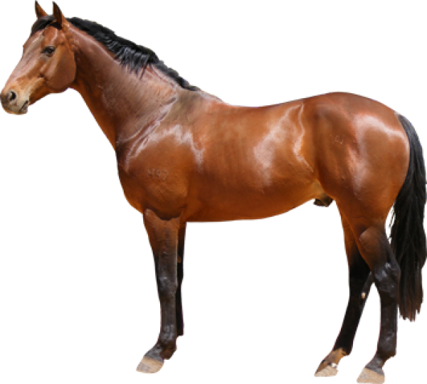 Majestic Bay Horse Standing PNG image