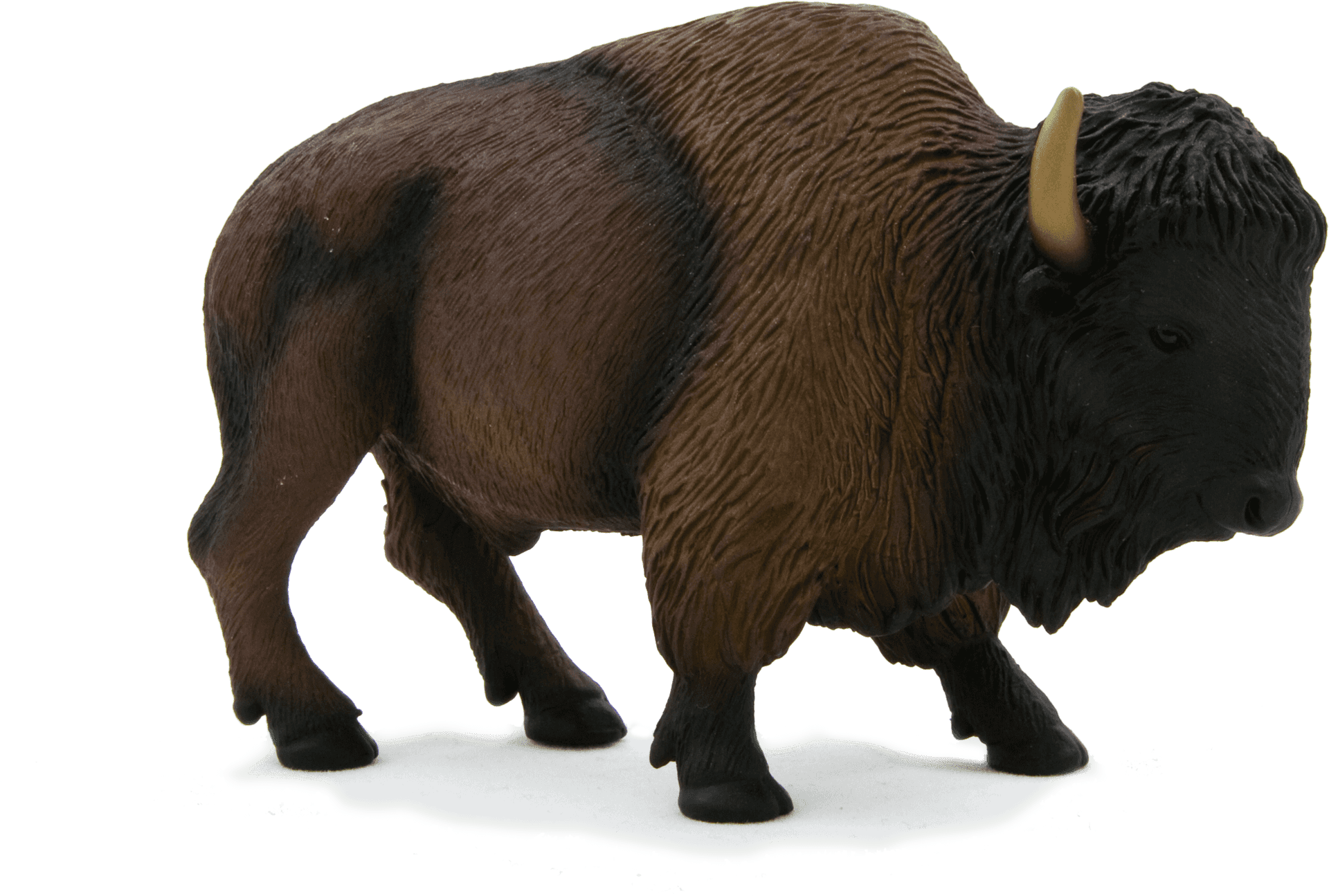 Majestic Bison Isolated PNG image