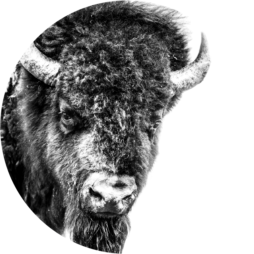 Majestic Bison Portraitin Winter PNG image