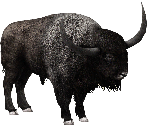 Majestic Bison Profile PNG image