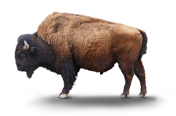 Majestic Bison Standing PNG image