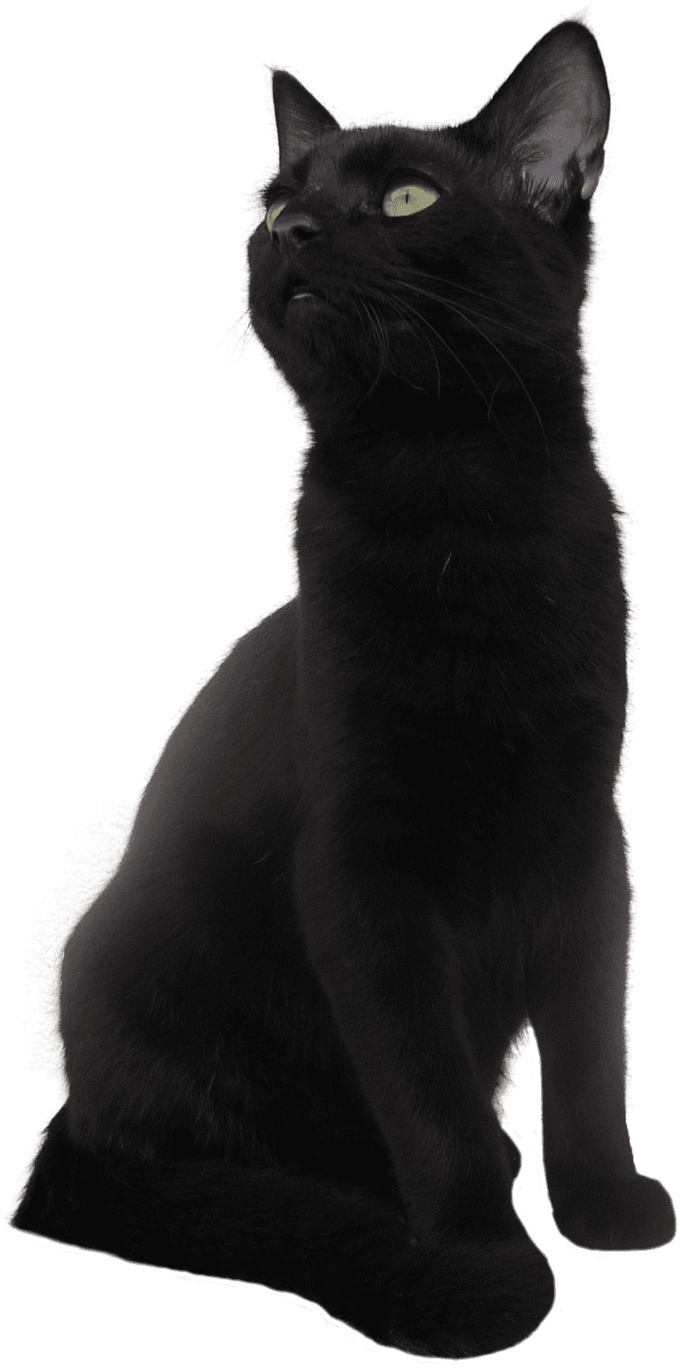 Majestic Black Cat Pose PNG image