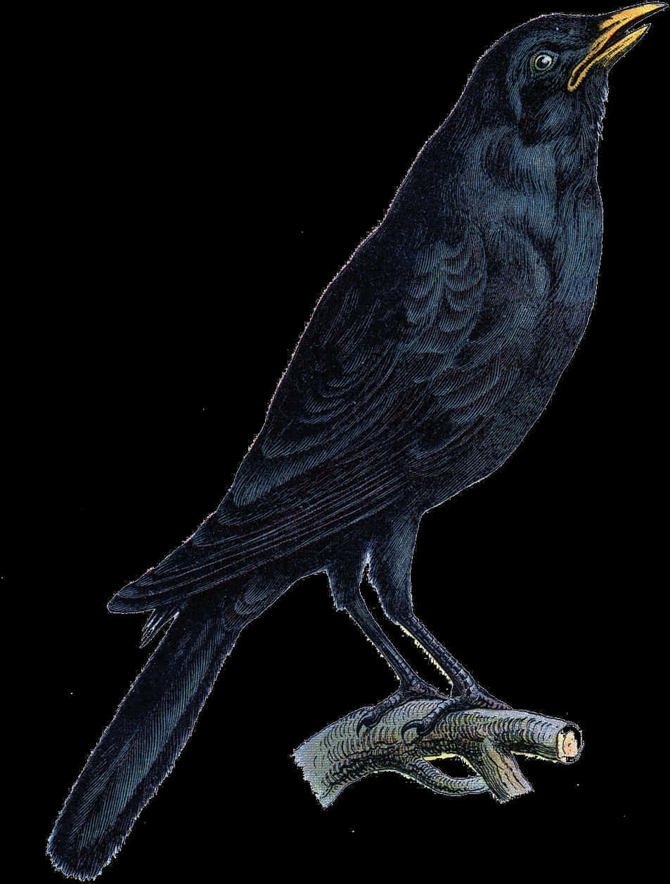 Majestic Black Crow Illustration PNG image