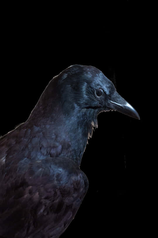 Majestic Black Crow Portrait PNG image