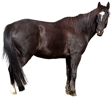 Majestic Black Horse Standing PNG image