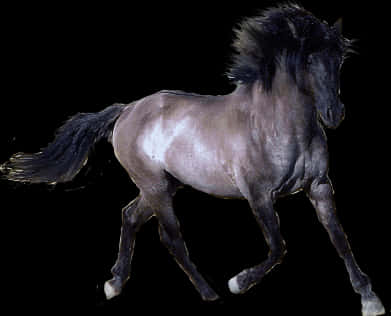 Majestic Black Horsein Motion PNG image