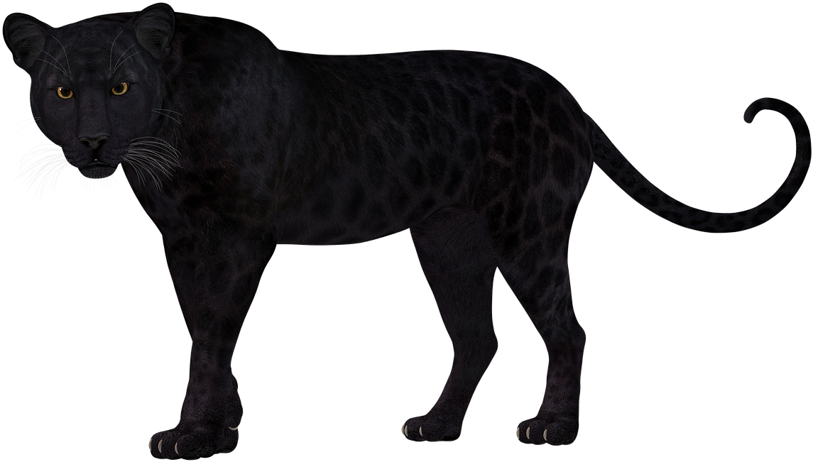 Majestic Black Lion Standing PNG image
