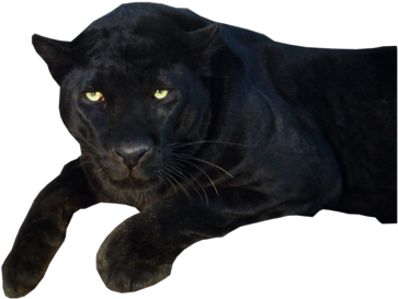 Majestic Black Panther Pose PNG image